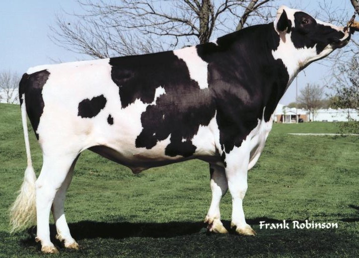 Lees meer over het artikel BLIRD, een nieuw erfelijk gebrek bij Holstein