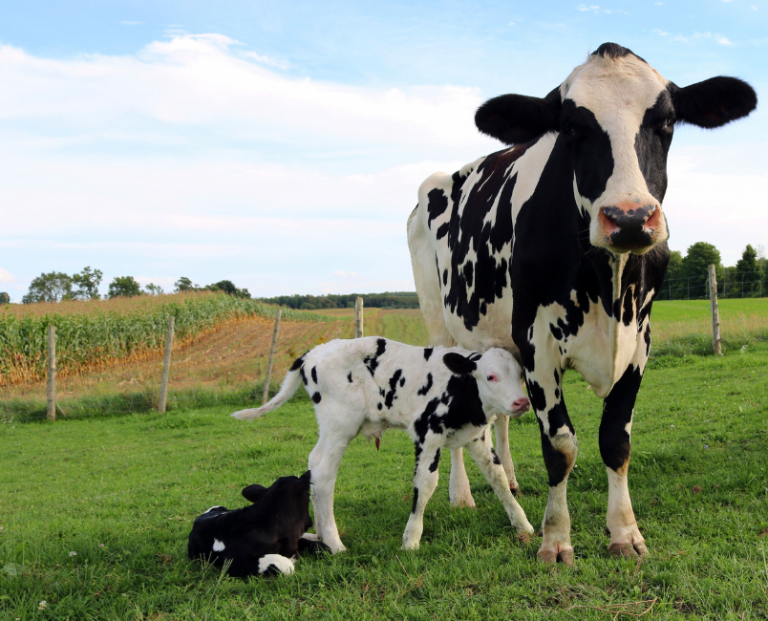 Het Holstein Frysian rundvee ras