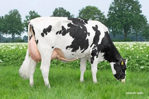 Peeldijker Lies 1224, van de zwartbonte holstein frysian genomic stier Ardfinnan