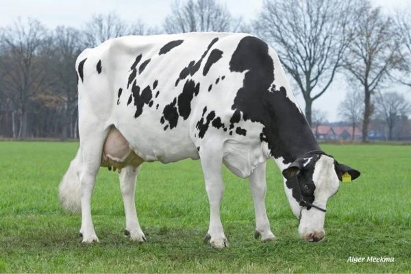 Peeldijker Lies 992 AB87, van de zwartbonte holstein frysian genomic stier Ardfinnan