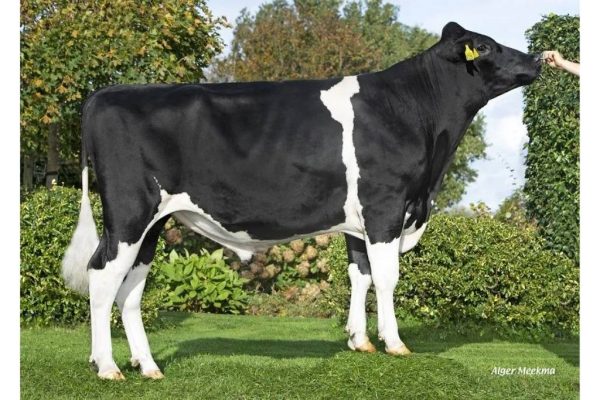 De zwartbonte holstein frysian genomic stier Ardfinnan