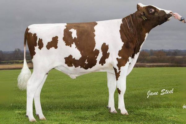 De roodbonte holstein frysian fokstier Augustus P Red