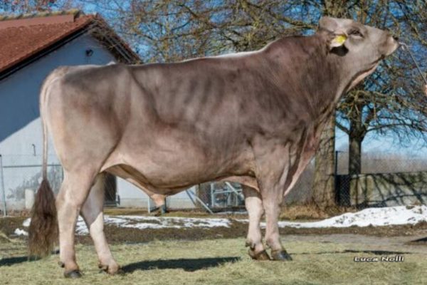 De brown swiss fokstier Brilliant