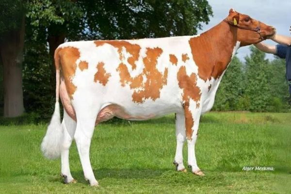 Dochter Julia 452 van de roodbonte holstein frysian fokstier Caps Angelo