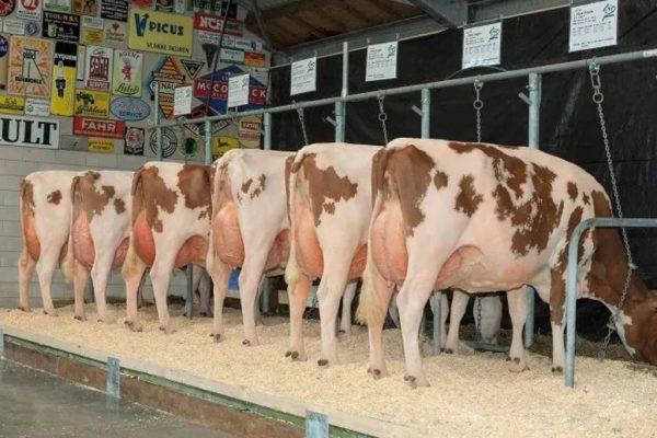 Dochtergroep van de roodbonte holstein frysian fokstier Caps Angelo