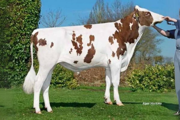 De roodbonte holstein frysian fokstier Caps Angelo