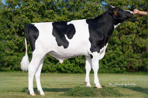 De zwartbonte holstein frysian stier Carlo PP Rf