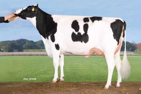 MM van de zwartbonte holstein frysian stier Carlo PP Rf