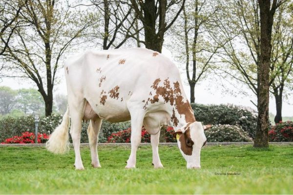 Moeder Amber van de roodbonte holstein frysian stier Coby PP