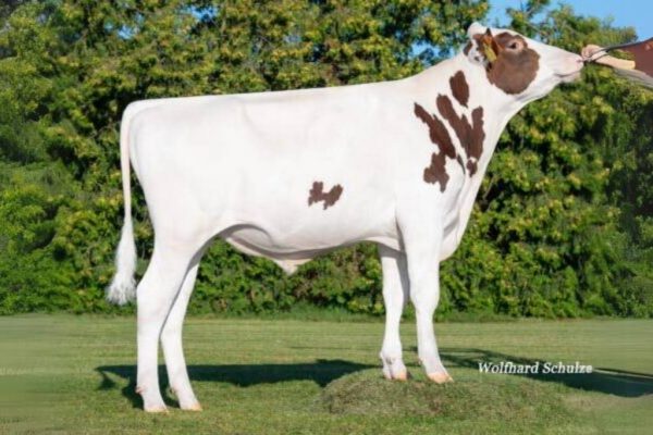 De roodbonte holstein frysian stier Coby PP