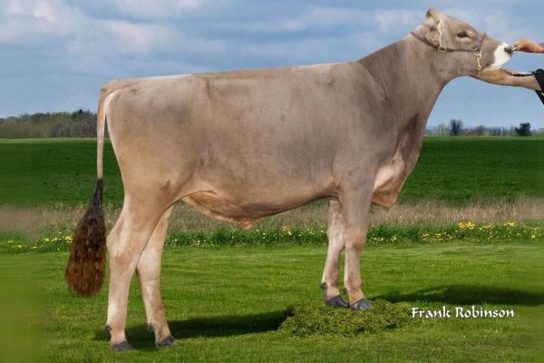 De brown swiss stier Dairystar