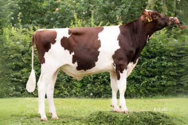 De roodbonte holstein frysian stier Donner