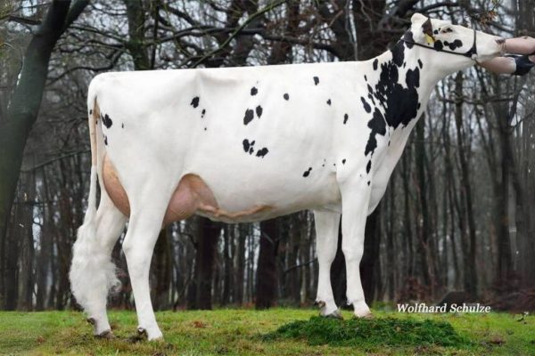 MMM Muriel van de zwartbont holstein frysian stier Francesco 784516