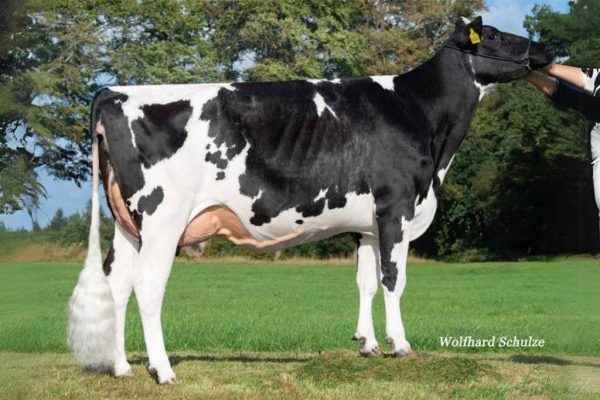 MM Miley P van de zwartbont holstein frysian stier Francesco 784516