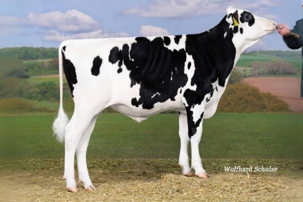 De zwartbont holstein frysian stier Francesco 784516