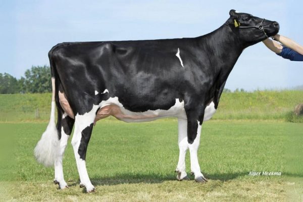 De moeder Annie van de zwartbonte holstein frysian stier Westenrade Golf