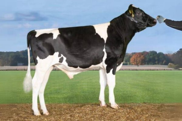 De zwartbonte holstein frysian stier Westenrade Golf