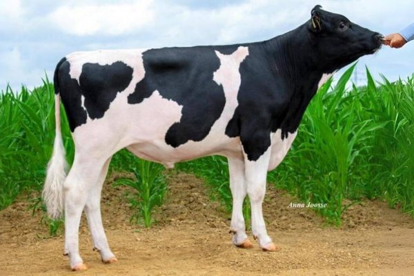 De zwartbont holstein frysian stier HAH Mirak