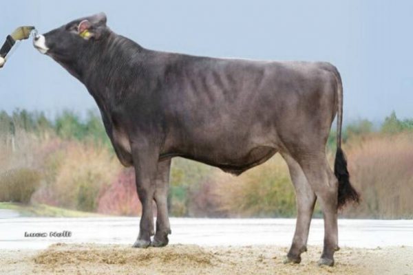 De brown swiss stier Helau