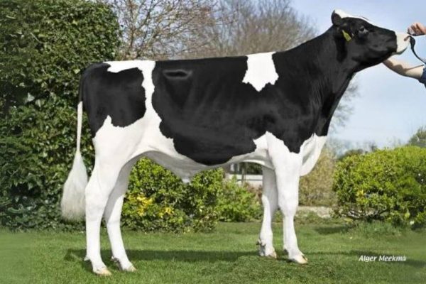 De zwartbonte holstein frysian stier Jaring Rf