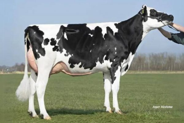 Volle zus van de grootmoeder van de zwartbonte holstein frysian stier Jaring Rf