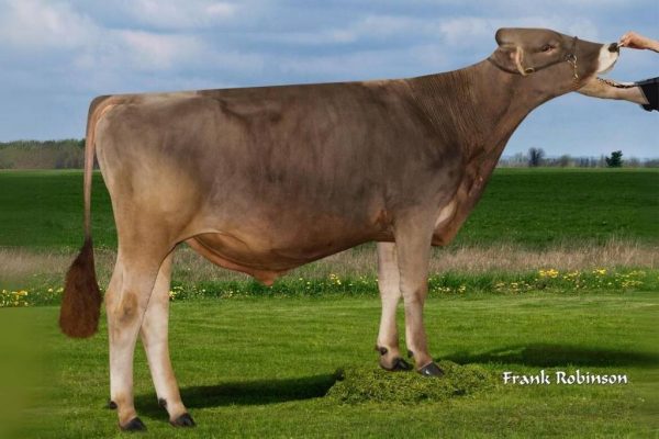 De brown swiss stier Kickstart