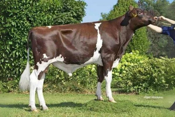 De roodbonte holstein frysian fokstier de Broekhof Leanto