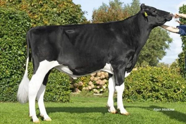 De homozygoot hoornloze zwartbonte holstein frysian stier Logan PP