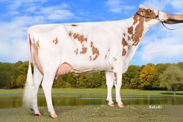 Grootmoeder Wilder K 25 van de zwartbonte holstein frysian stier Mischa