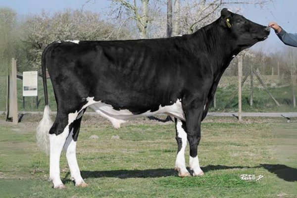 De zwartbonte holstein frysian stier Mischa