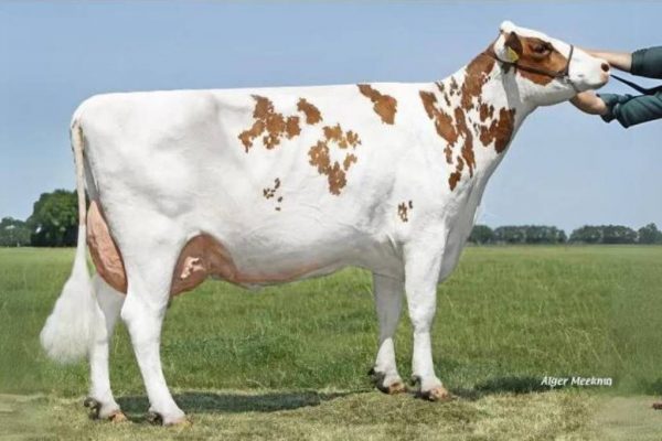 Grootmoeder Petra 4 van de roodbonte holstein frysian stier Pascal