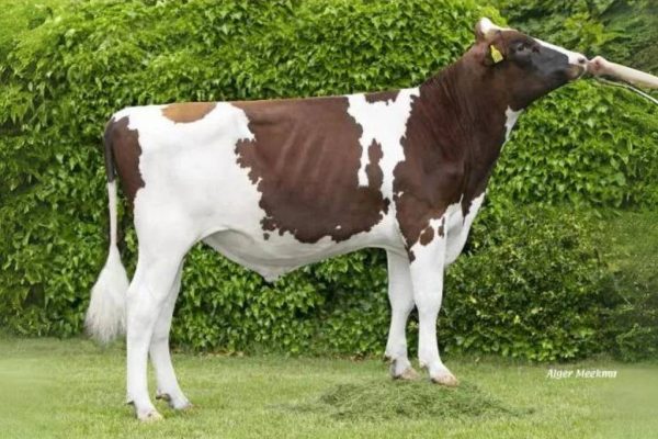 De roodbonte holstein frysian stier Pascal