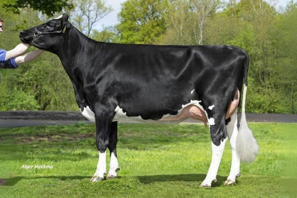 Dochter Diekers 3star Ka Ida van de roodbonte holstein frysian fokstier Poppe Kayne