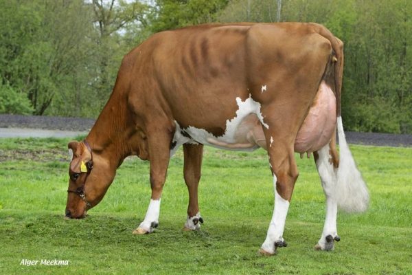 Dochter Diekers Anne Jose 35 van de roodbonte holstein frysian fokstier Poppe Kayne