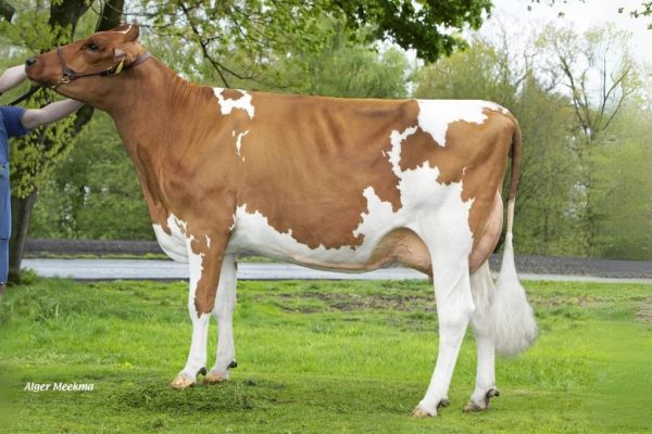 Dochter Diekers Katjaa 59 van de roodbonte holstein frysian fokstier Poppe Kayne