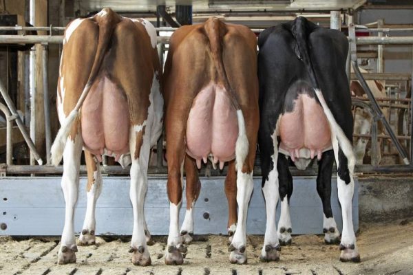 Dochtergroep van de roodbonte holstein frysian fokstier Poppe Kayne