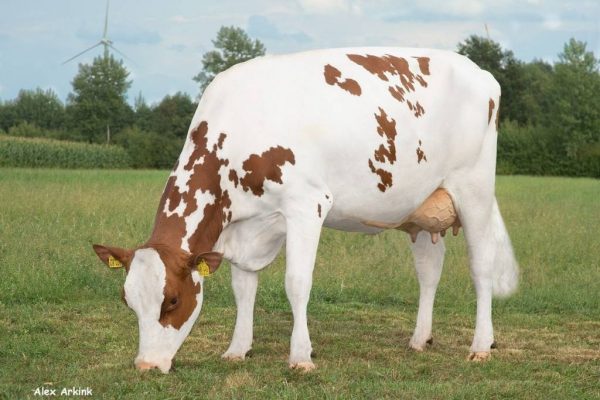 Dochter Zandara van de roodbonte holstein frysian fokstier Rambo PP