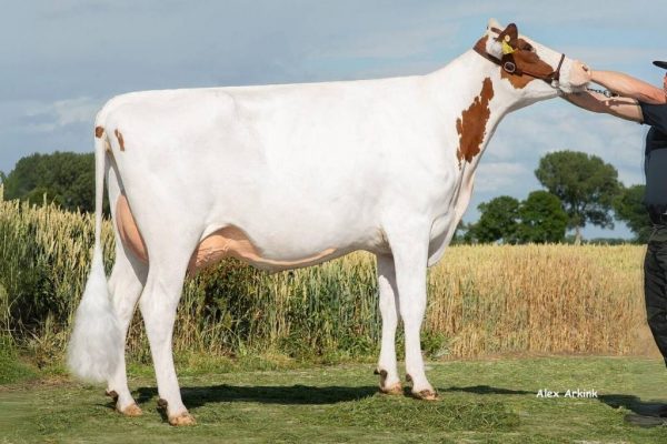 Dochter Zecke van de roodbonte holstein frysian fokstier Rambo PP