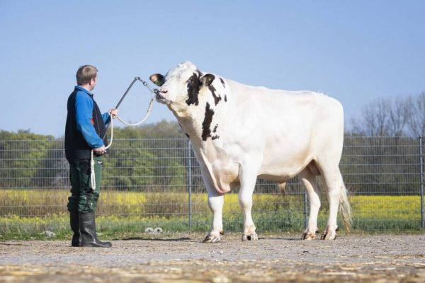 De roodbonte holstein frysian fokstier Rambo PP