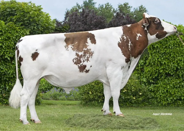 De roodbonte holstein frysian fokstier Uenk Red Carna