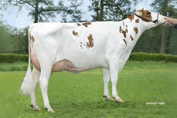 Dochter Barendonk Marjon 2 van de roodbonte holstein frysian fokstier Reliever