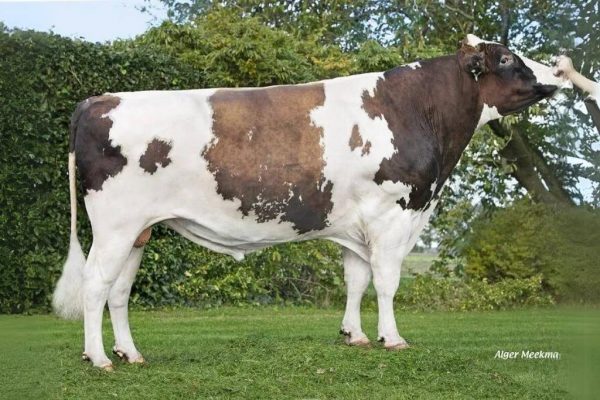 De roodbonte holstein frysian fokstier Reliever