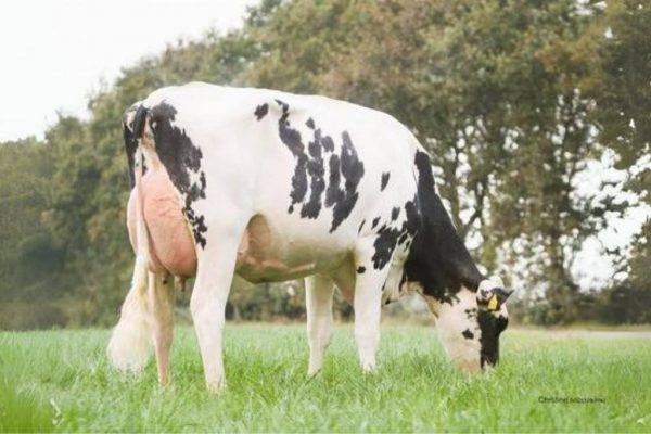 Dochter Bjornhedegard Seville van de zwartbonte holstein frysian fokstier Seville