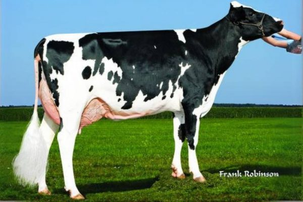 Dochter Lima Ranch Seville van de zwartbonte holstein frysian fokstier Seville