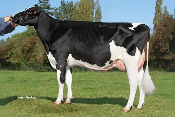 De zwartbonte holstein frysian stier Soleil PP