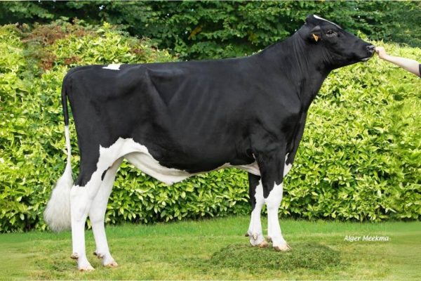 De zwartbonte holstein frysian stier Soleil PP