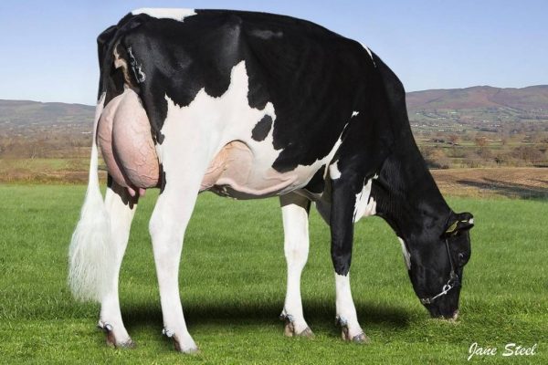 Dochter Denovo van de zwartbonte holstein frysian fokstier Spectre