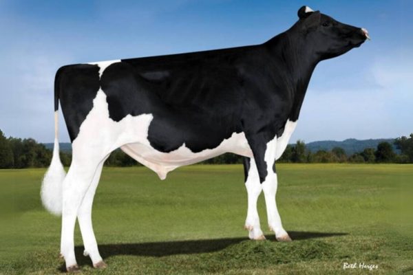 De zwartbonte holstein frysian fokstier Spectre