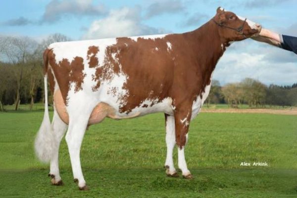 DAM 3star Oh Sunnyside-Red van de roodbonte holstein frysian stier Sunnyboy-red