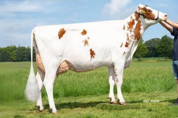 MGD Hunter van de roodbonte holstein frysian stier Sunnyboy-red